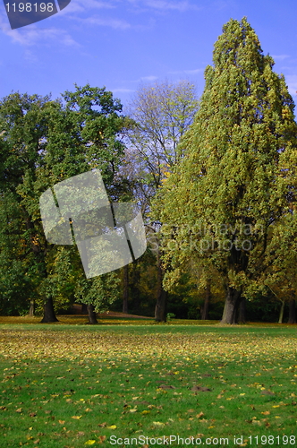 Image of fall in the park with green trees under blue sky