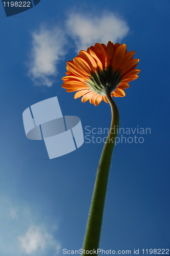 Image of Gerbera daisy