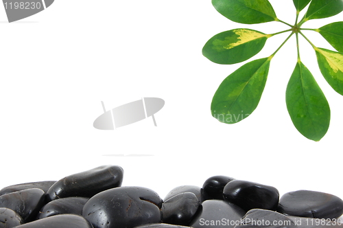 Image of stones and leaf