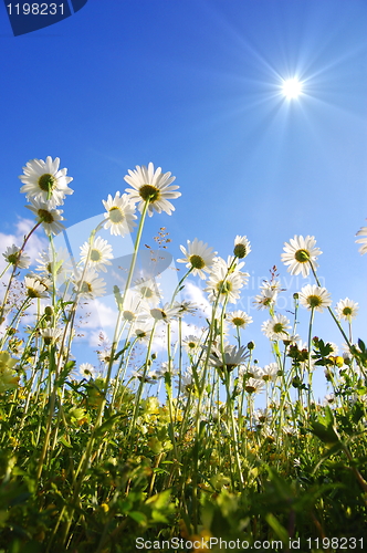 Image of daisy flower from below with blue sky