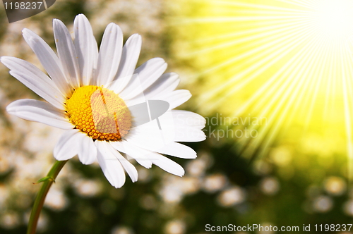 Image of daisy flower on a summer field