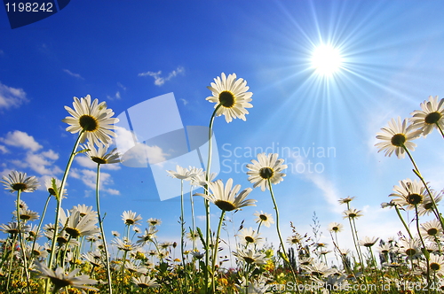 Image of daisy flower in summer