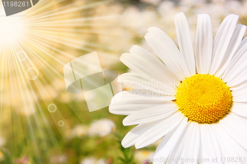 Image of flower and sun