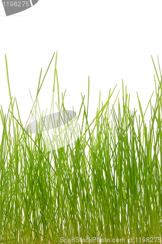 Image of grass