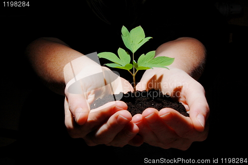 Image of young plant with soil in hands