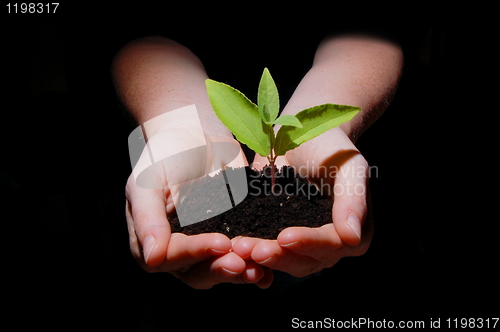 Image of hands soil and plant showing growth