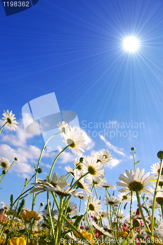 Image of flowers on meadow in summer