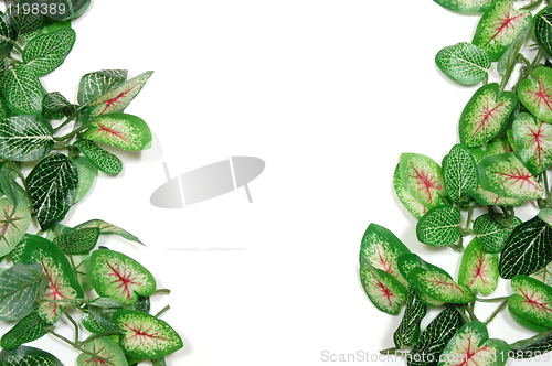 Image of border of leaves