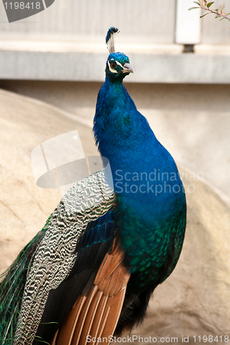 Image of peacock