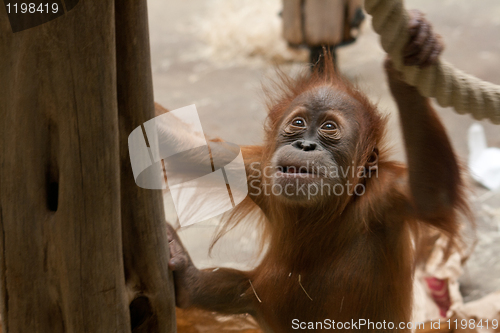 Image of orang-utan