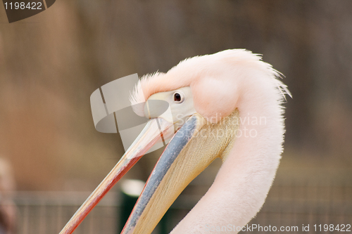 Image of head of a pelican