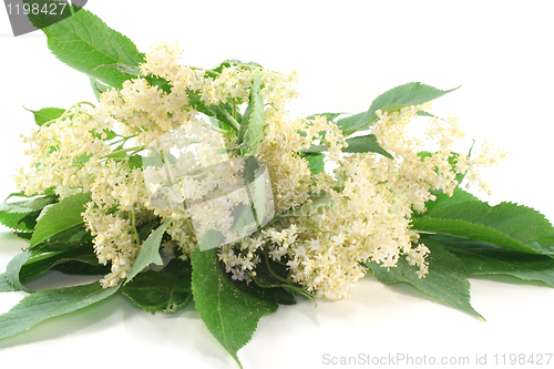 Image of Elderflower