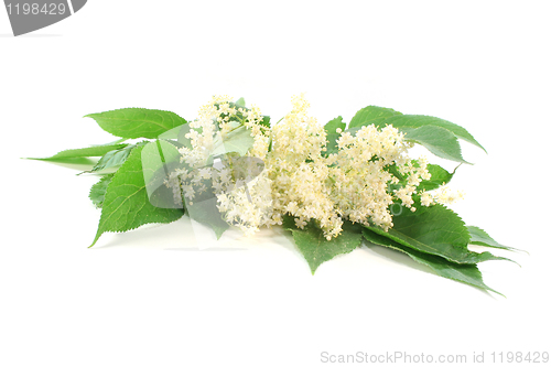 Image of Elderflower