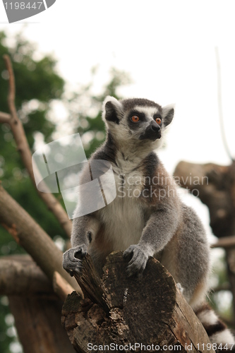 Image of ring-tailed lemur