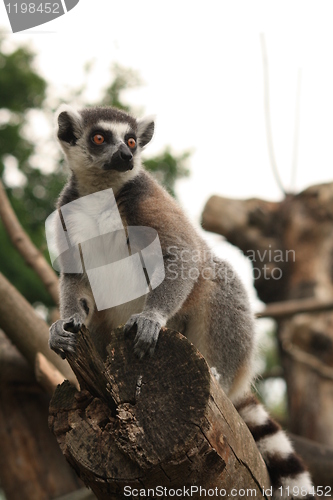 Image of ring-tailed lemur
