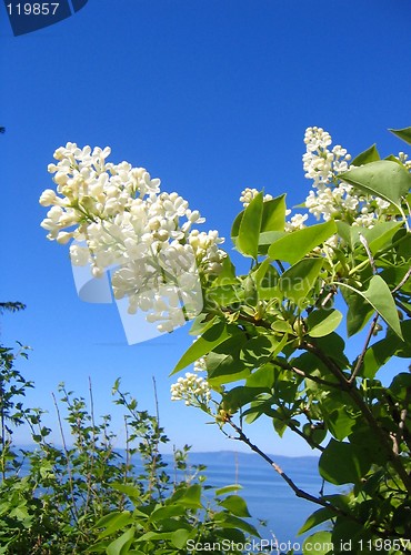 Image of White lilac