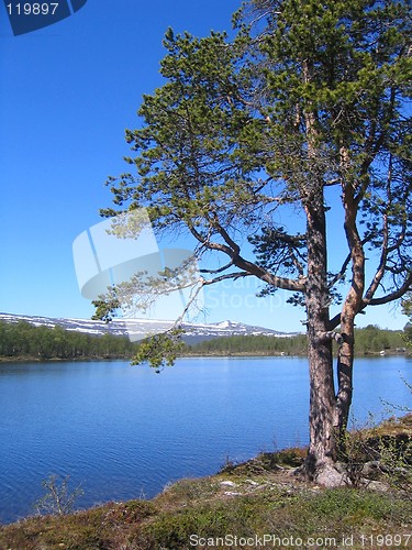 Image of Pine by lake