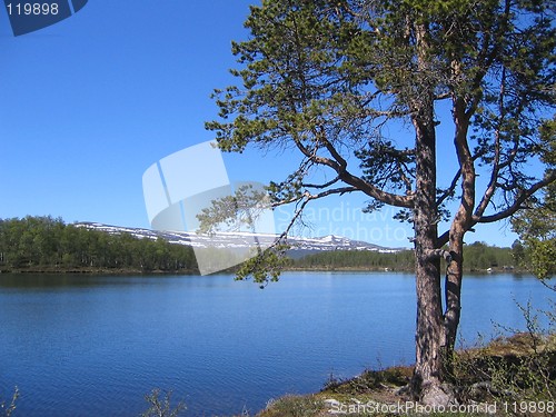 Image of Pine by lake