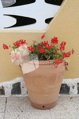 Image of Geranium in pot