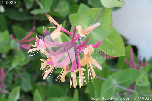 Image of Honeysuckle