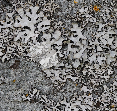 Image of Lichen