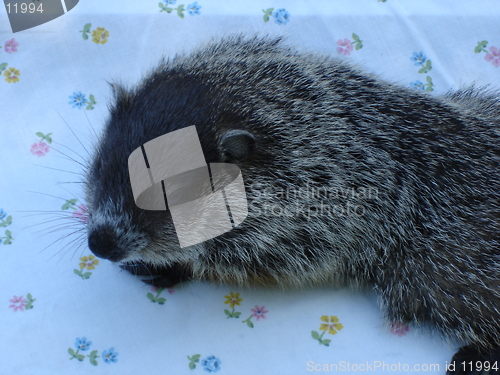 Image of Woodchuck