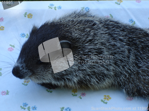 Image of Woodchuck