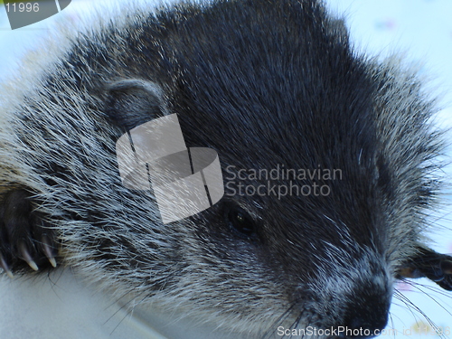 Image of Woodchuck