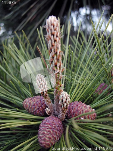 Image of Pine close-up