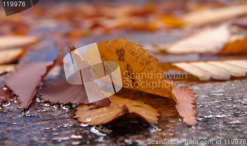 Image of Autumn street detail