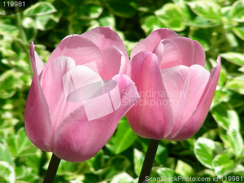 Image of 2 pink tulips-2