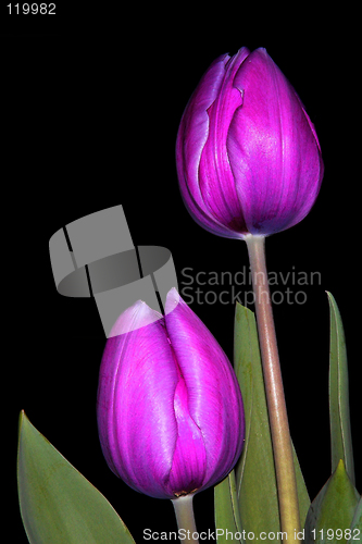 Image of 2 purple tulip buds