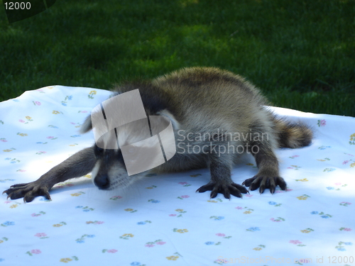 Image of Baby Raccoon