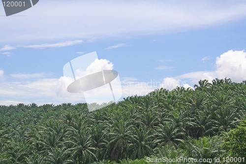 Image of Palm oil plantation