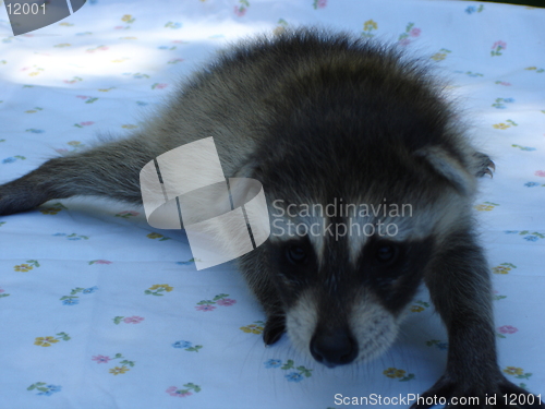 Image of Baby Raccoon