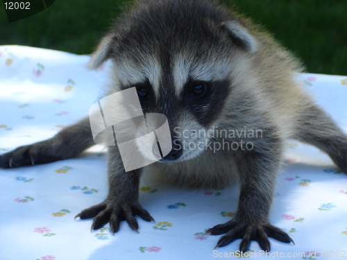 Image of Baby Raccoon