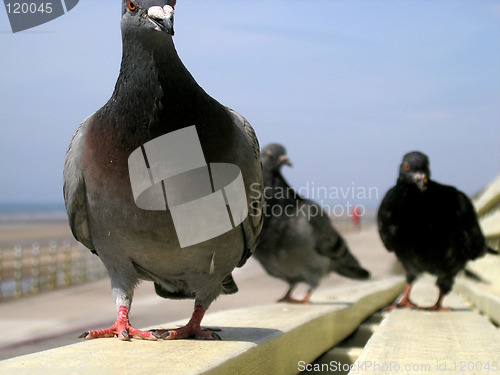 Image of Pigeon