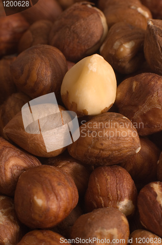 Image of filbert nuts