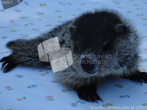 Image of Woodchuck