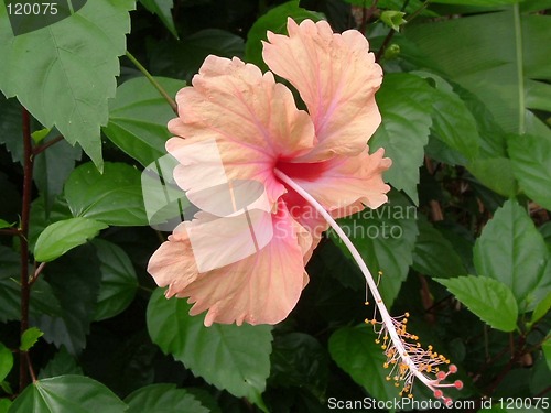 Image of Malaysian national flower