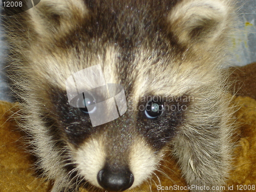 Image of Baby Raccoon