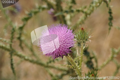 Image of Pink flower of Syrian thistle 