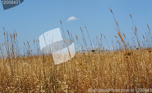 Image of Yellow grass on blue sky background