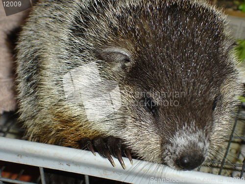 Image of Woodchuck