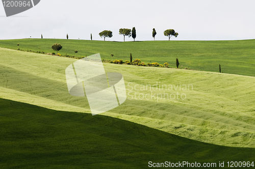 Image of Tuscany