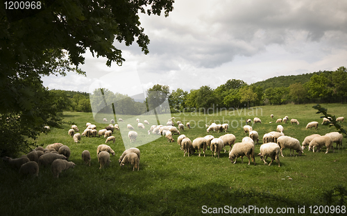 Image of Shheps in Tuscany