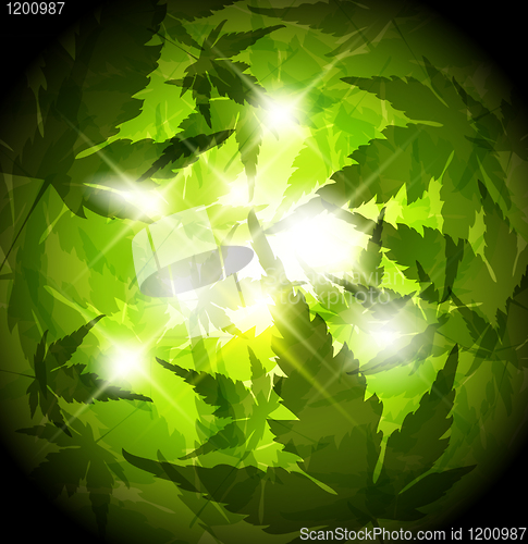Image of Fresh spring green leafs abstract background