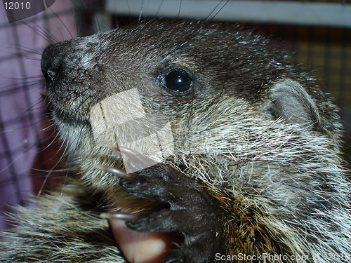 Image of Woodchuck