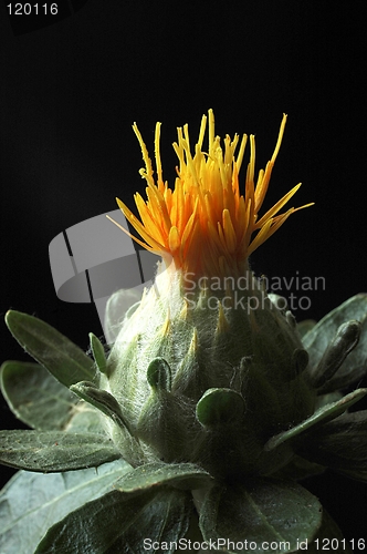 Image of orange flower1