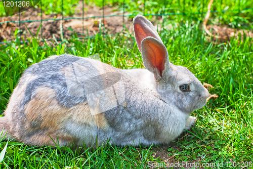 Image of rabbit